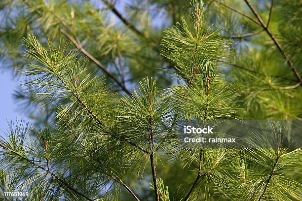 Pine Tree Stock Photo - Download Image Now - Blue, Branch - Plant Part, Color Image