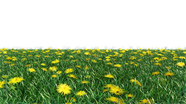 istock Grass and flowers isolated background 1176519826