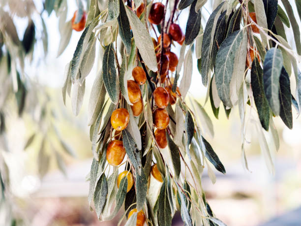 Oleaster tree and ripe fruits on a branch Oleaster tree, silverberry, russian olive elaeagnus angustifolia stock pictures, royalty-free photos & images