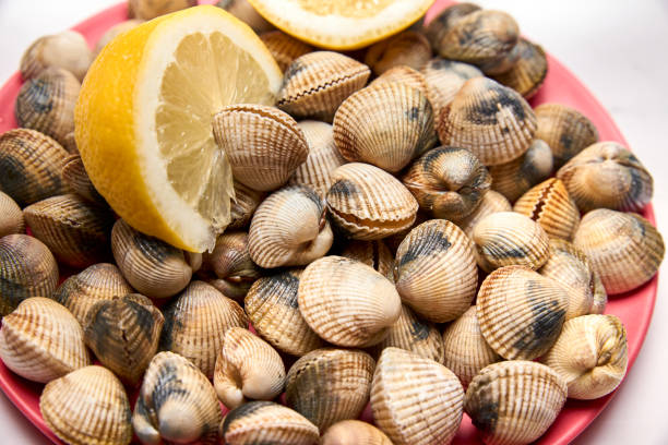 istock view of fresh cockles on a plate 1176520045