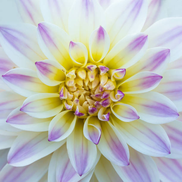 istock Pale purple Dahlia 1176522323