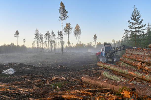 istock tree trunks piled at cutting area in Sweden 1176524470