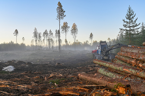 tree trunks piled at cutting area in Nykroppa Varmland Sweden 21 september 2019