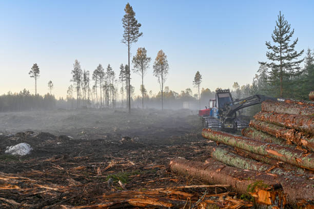 trädstammar staplade på skärområdet i sverige - svensk skog bildbanksfoton och bilder