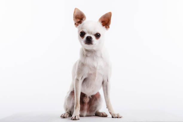 Chihuahua dog. Portrait on white background