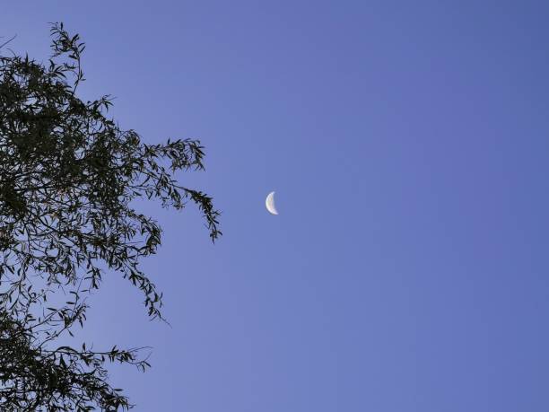 istock Moon out in the morning 1176525415