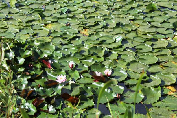 istock water lilies in the Park on the pond 1176525611