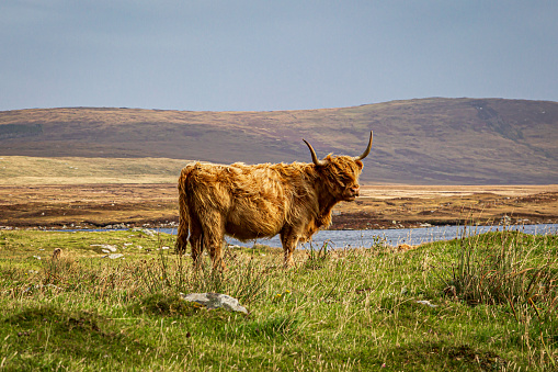 A highland cow in the countryside, on the Hebridean island of North Uist