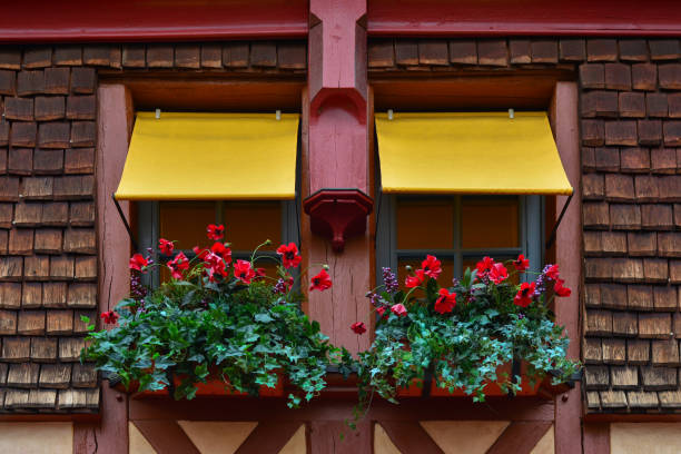 windows and flowerbox