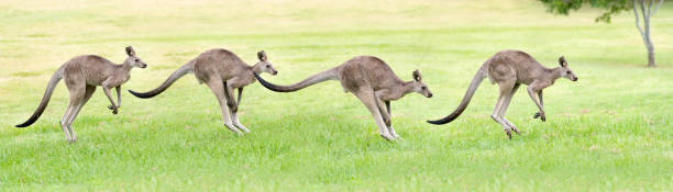 Kangaroo jumping, Wildlife, Australia