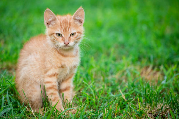 istock Young orange male cat sit on grass with blurred green background 1176527102