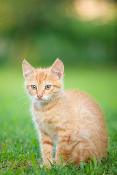 istock Young orange male cat sit on grass with blurred green background 1176527108