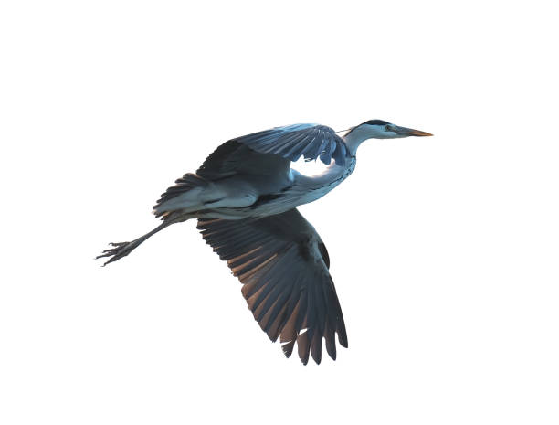 Portrait of natural grey heron in flight isolated on white