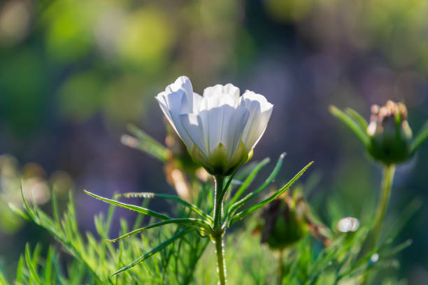 istock Cosmea flower under sunlight flare with a blurry evening light background 1176528567