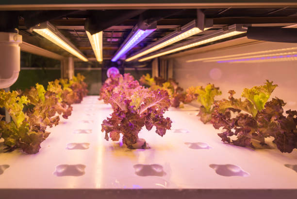 istock Greenhouse vegetables Plant with Led Light Indoor Farm Technology 1176528669