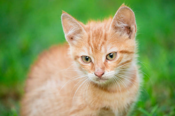 istock Young orange male cat sit on grass with blurred green background 1176529460