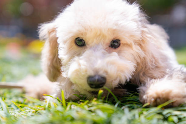 istock Cute toy poodle pictures 1176529483