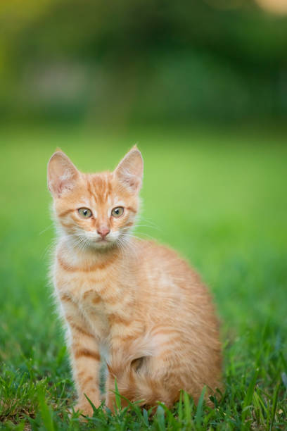 istock Young orange male cat sit on grass with blurred green background 1176529529
