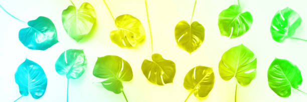 istock Pattern of tropical monstera leaves on trendy rainbow gradient background. Flat lay. Top view. Pop art design, creative and exotic summer concept. Minimal style. Banner in neon colors 1176531679