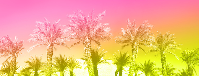 Tropical palm trees over trendy neon pink sky. Summer and travel concept with rainbow gradient. Holiday background. Palm leaves and branches texture with copy space. Banner