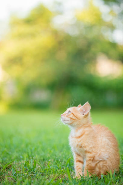 Young orange male cat sit on grass with blurred green background