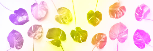 istock Pattern of tropical monstera leaves on trendy rainbow gradient background. Flat lay. Top view. Pop art design, creative and exotic summer concept. Minimal style. Banner in neon colors 1176532029