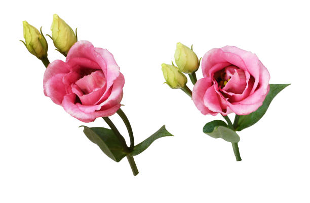 istock Set of pink eustoma flowers and buds 1176532138