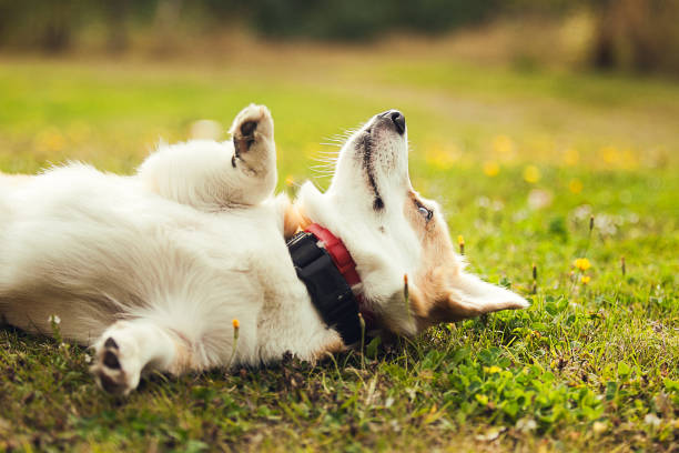 istock Portrait of corgi 1176532383