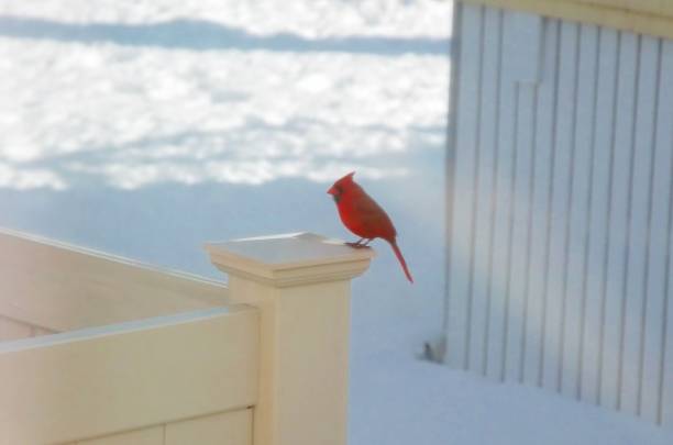 Cardinal on a Fence in Wintertime 1 stock photo