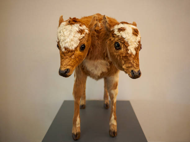 Small calf on pedestal.