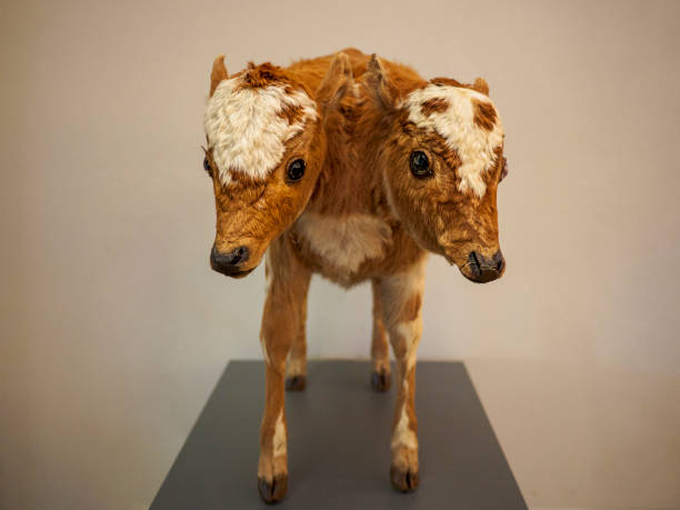 Two headed calf, a sure sign of something. Small calf on pedestal. two heads are better than one stock pictures, royalty-free photos & images