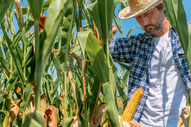 istock Farmer examining corn on the cob in field 1176533195
