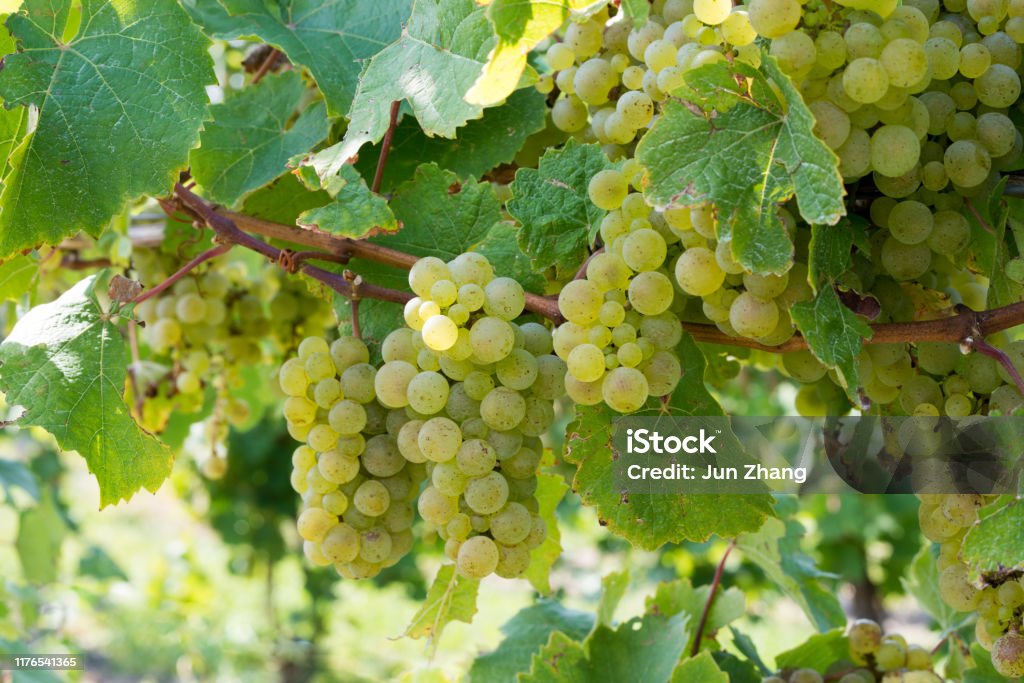 White wine grapes on vine in Finger Lakes wine country, Upstate New York Winery in Upstate New York Finger Lakes Stock Photo
