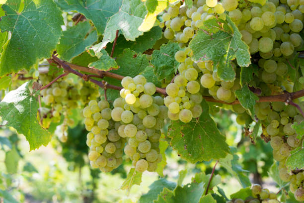 White wine grapes on vine in Finger Lakes wine country, Upstate New York Winery in Upstate New York finger lakes stock pictures, royalty-free photos & images