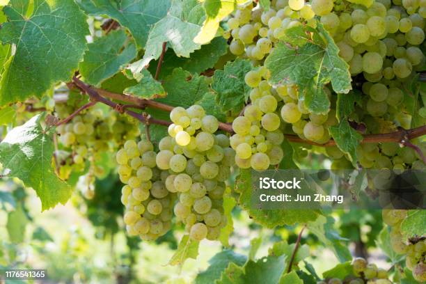 White Wine Grapes On Vine In Finger Lakes Wine Country Upstate New York Stock Photo - Download Image Now