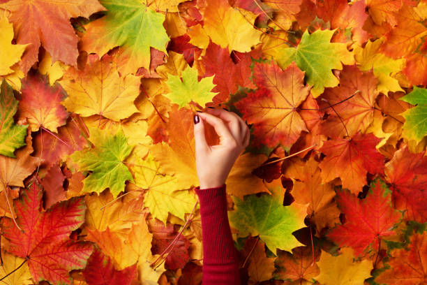istock Maple leaf in girl hands. Abstract autumn background with light bokeh. Copy space for advertising. Sunny day, warm weather. Top view. Banner 1176544317