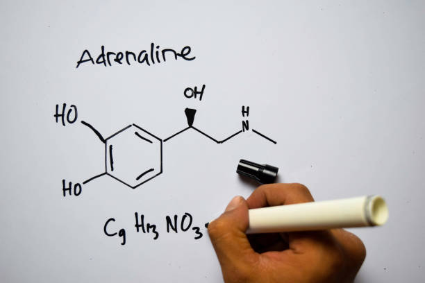 istock Adrenaline (C9,H13,NO3) molecule written on the white board. Structural chemical formula. Education concept 1176544973