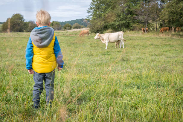 istock Little boy standing in the pasture observing the cows 1176546154