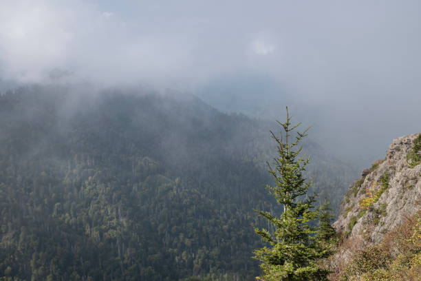 o parque nacional das grandes montanhas fumarentos visto da trilha de appalachian - panoramic tennessee georgia usa - fotografias e filmes do acervo