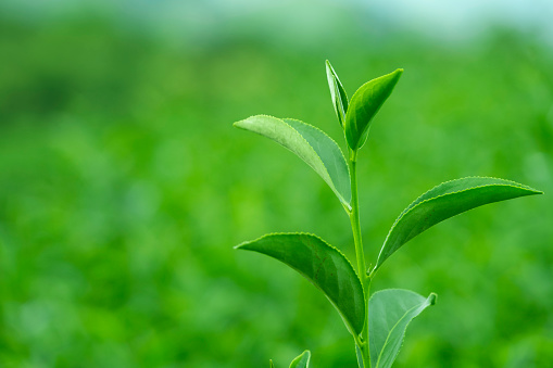 Lush of organic green tea plantation field farm ready harvest for transform to any product of green tea