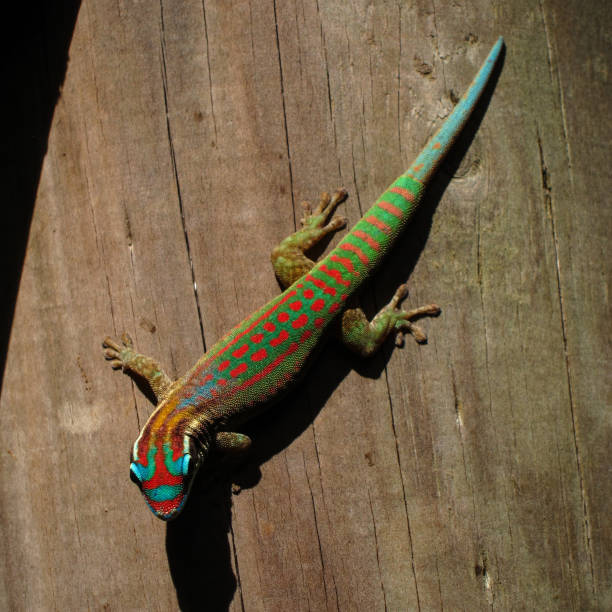 istock Ornate Day Gecko in Mauritius 1176547704