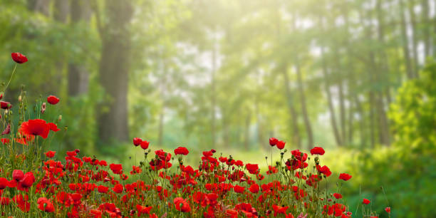 Poppy blossoms in front of a forest - defocused, computer art