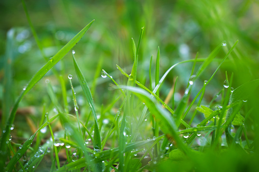 Raindrops in the grass - defocused