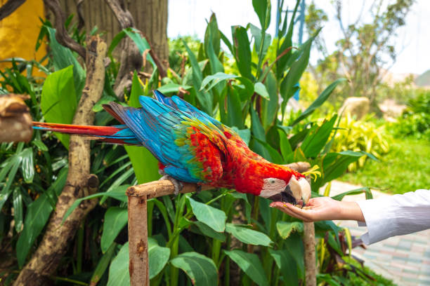 istock Two Red macaws parrot sitting on a tree and eat with hands 1176551508