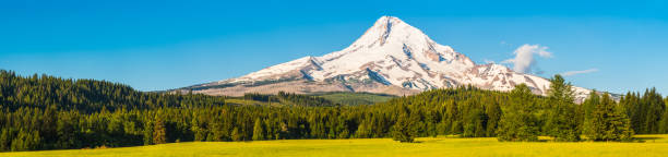 Mt Hood snowy peak overlooking pine forest meadows panorama Oregon The snow capped volcanic peak of Mount Hood, 3429m, towering over the pine forests and green meadows of Oregon, USA. mt hood photos stock pictures, royalty-free photos & images