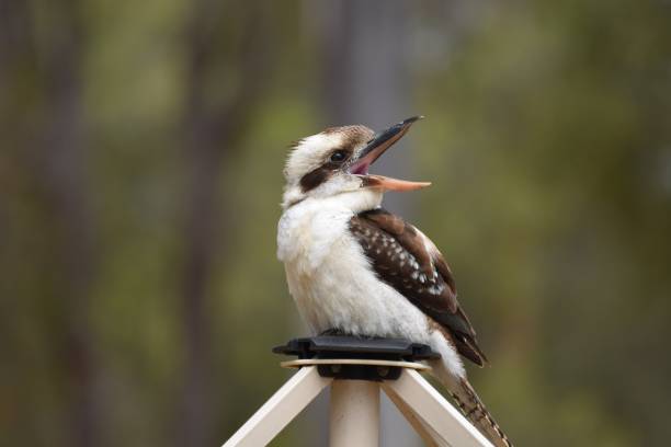 Australian Kookaburra perched and laughing Australian Wildlife wild bird Kookaburra laughing birdsong photos stock pictures, royalty-free photos & images