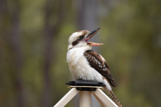 australian kookaburra perched and laughing - birdsong imagens e fotografias de stock