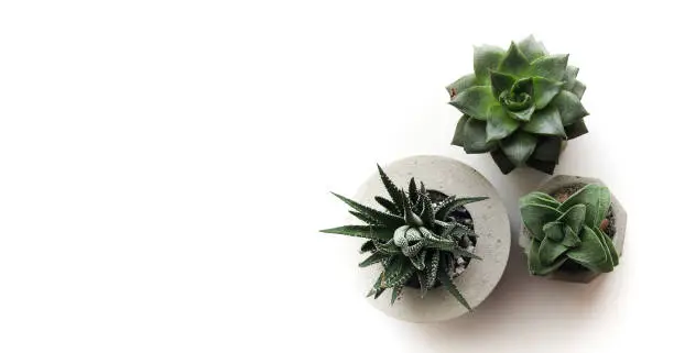 Photo of Horizontal banner with succulents in a concrete pot. Home plants on a white background. Top view with plenty of space for your text and design. Green flowers for loft style.