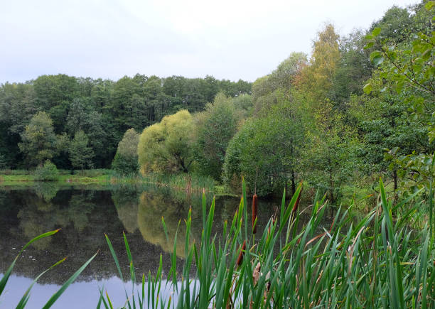 istock Landscape with a pond, reeds and trees 1176556135