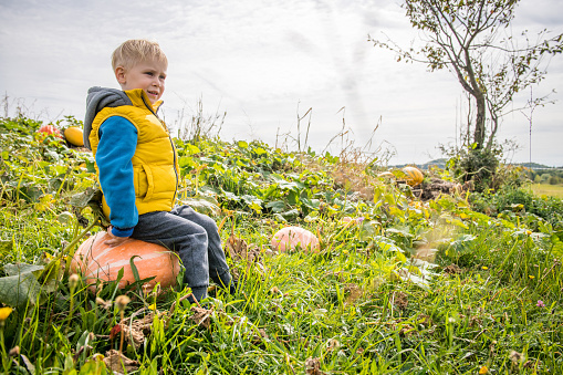 Little Boy in Yellow sitting on a Big Orange Pumpkin on the Agricultural Field